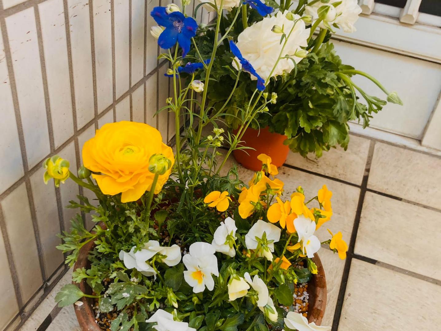 Flowers in yellow and blue brought by neighbours, co.iki residency in Tokyo, Japan