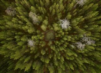 A forest in Finland photographed with a bird's eye perspective.