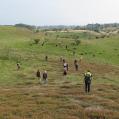 A dozen persons standing in a misty field, separated from each other and strolling alone through the heathland.