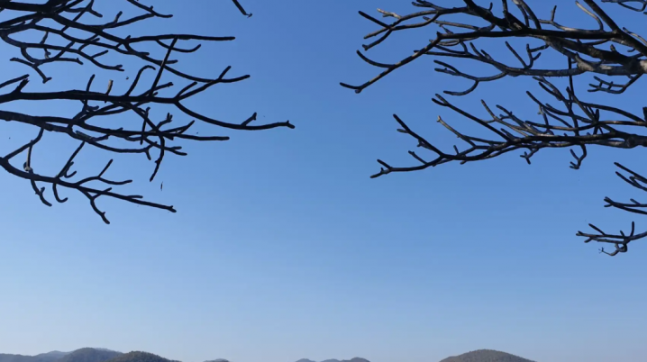 Tops of two trees against a blue sky with on the horizon jungles and mountains
