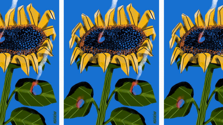 Three identical sunflowers with smoking gunshots