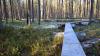 Wooden trail at the University of Oulu's research station.