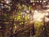 The jungle tree lodge at A L T O Art Residency